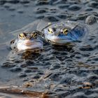 "MOORFROSCH DUO" und bisschen blau