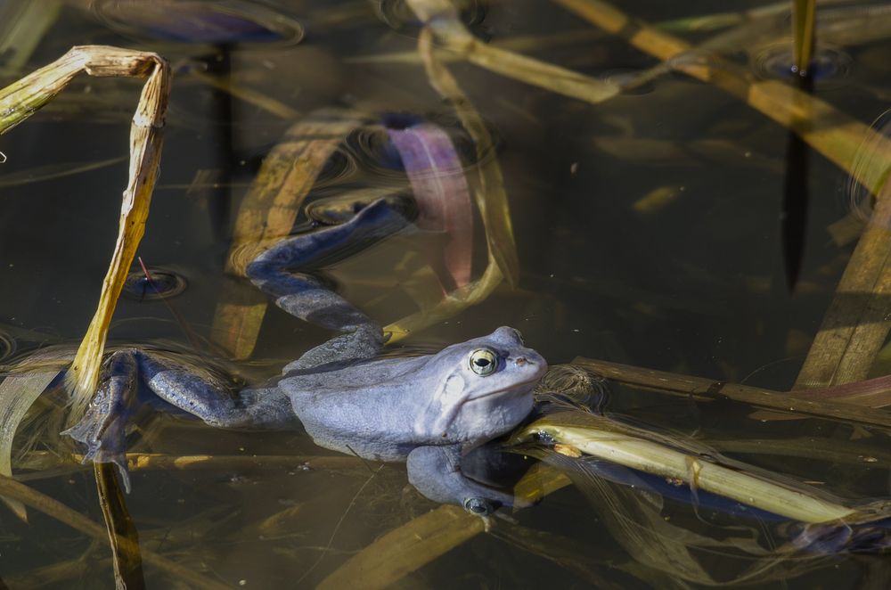 Moorfrosch