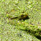 Moorfrosch