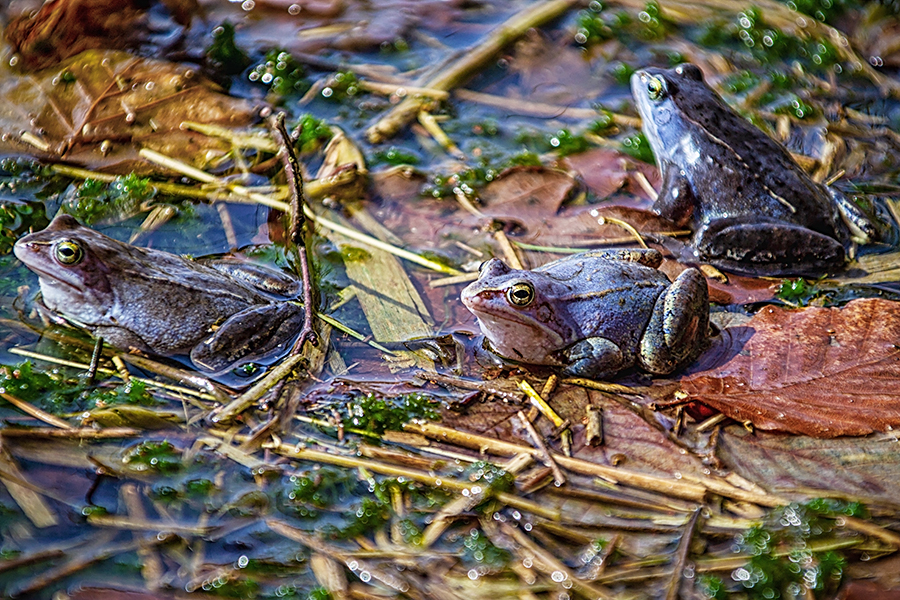 Moorfrosch: Einfach mal blau machen