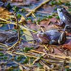 Moorfrosch: Einfach mal blau machen