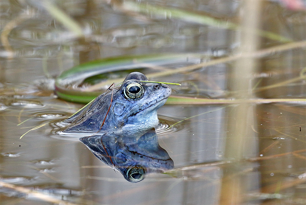 Moorfrosch ...