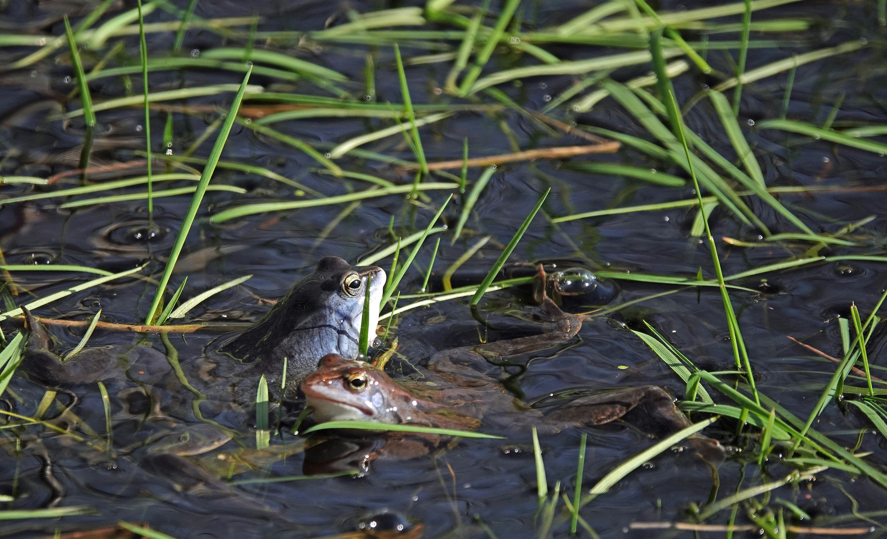 Moorfrosch