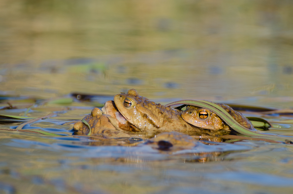 Moorfrosch für den kleinen Mann