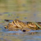 Moorfrosch für den kleinen Mann