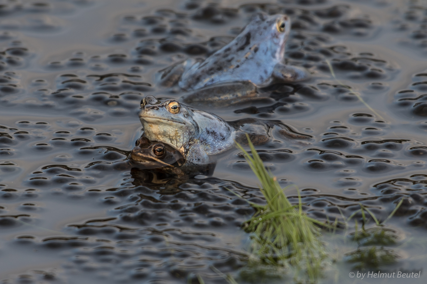 Moorfrosch - für Nachwuchs ist gesorgt