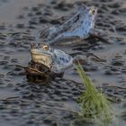 Moorfrosch - für Nachwuchs ist gesorgt