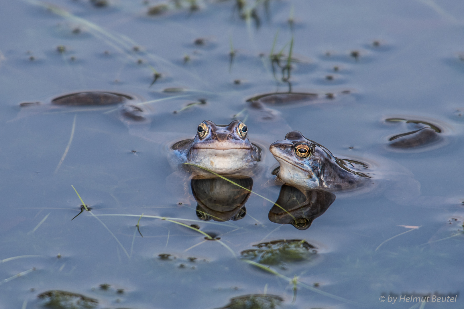 Moorfrosch - gespiegelt