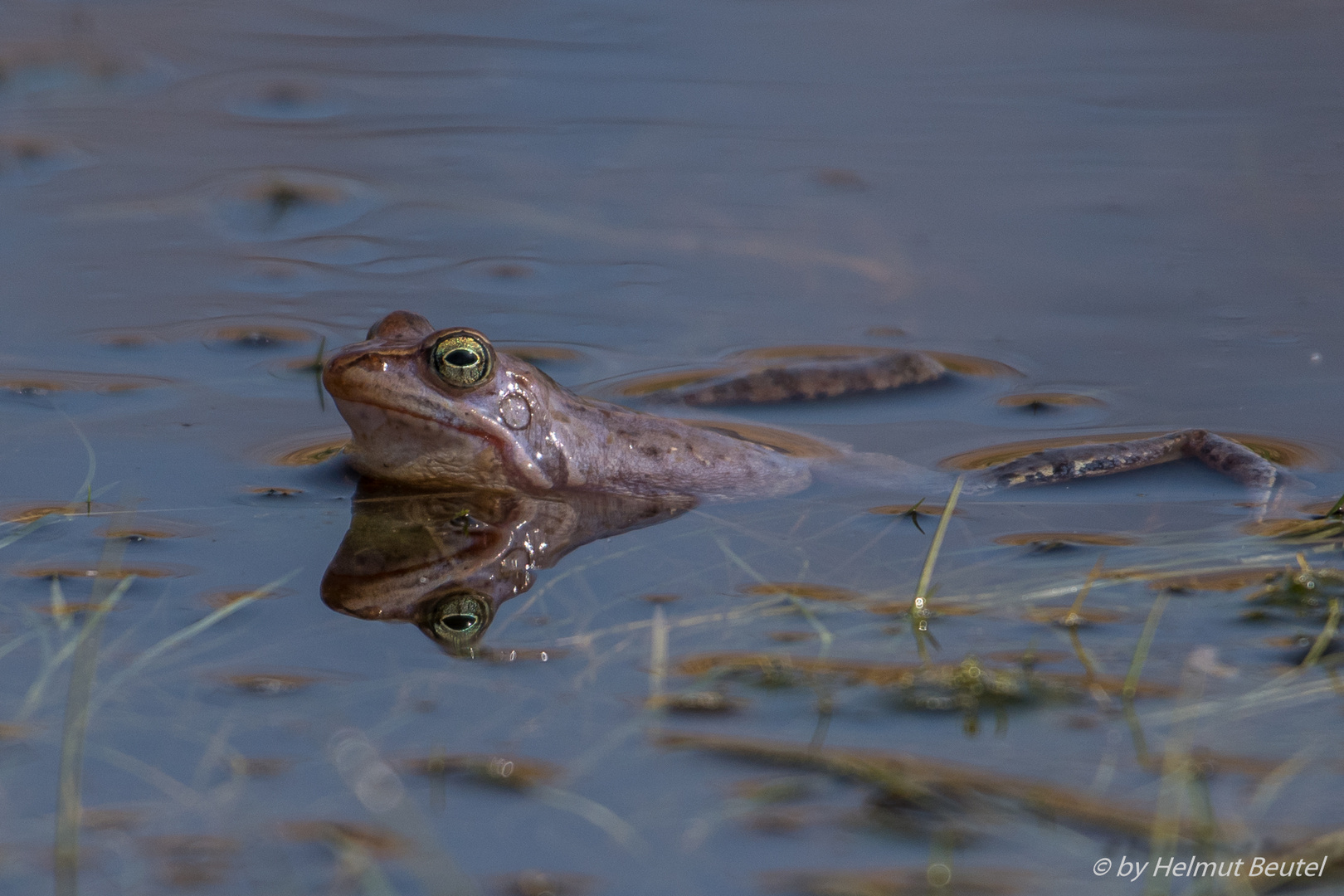 Moorfrosch gespiegelt