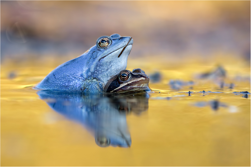 Moorfrosch Hochzeit