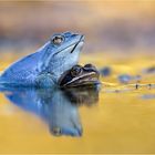 Moorfrosch Hochzeit