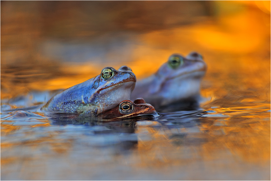 Moorfrosch-Hochzeit