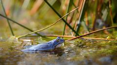 Moorfrosch im Abendlicht