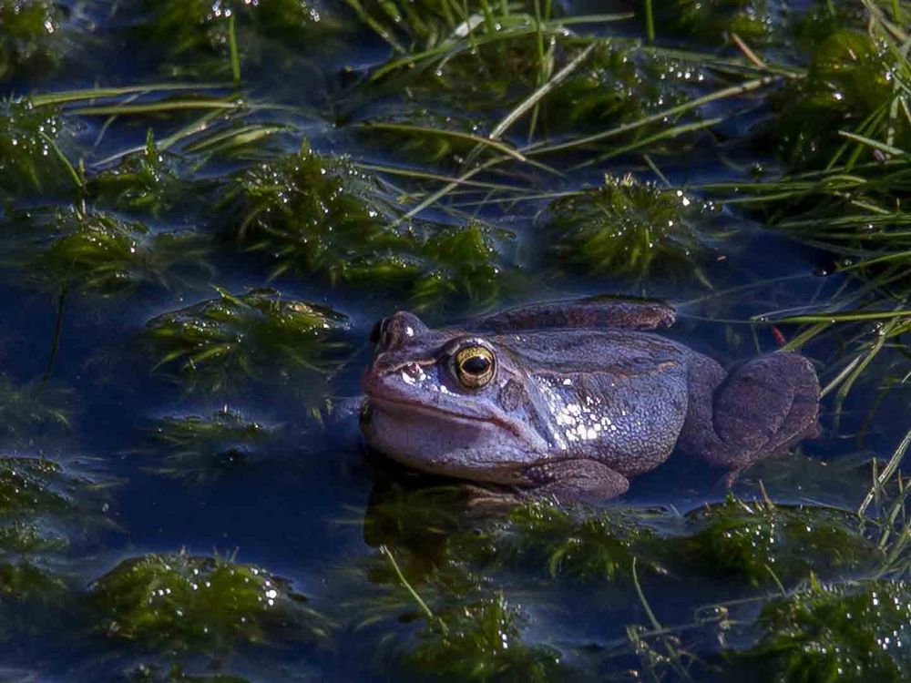 Moorfrosch im Balzkleid