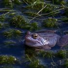 Moorfrosch im Balzkleid