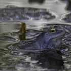 Moorfrosch im blauen Hochzeitsanzug