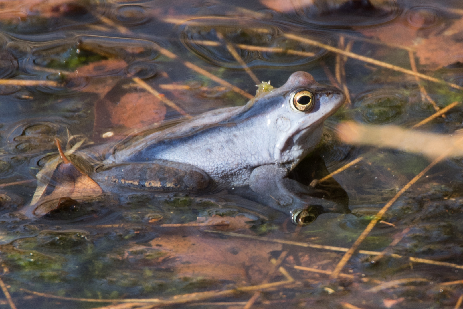 Moorfrosch im Großen Bullensee