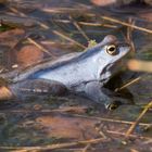 Moorfrosch im Großen Bullensee