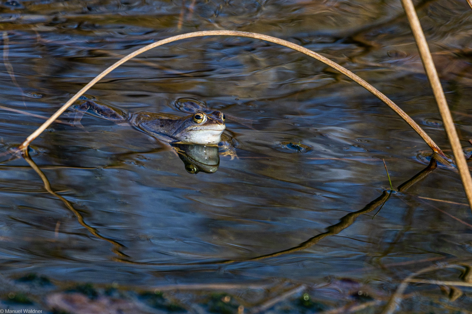 Moorfrosch im Himmelmoor