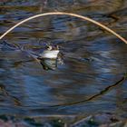 Moorfrosch im Himmelmoor