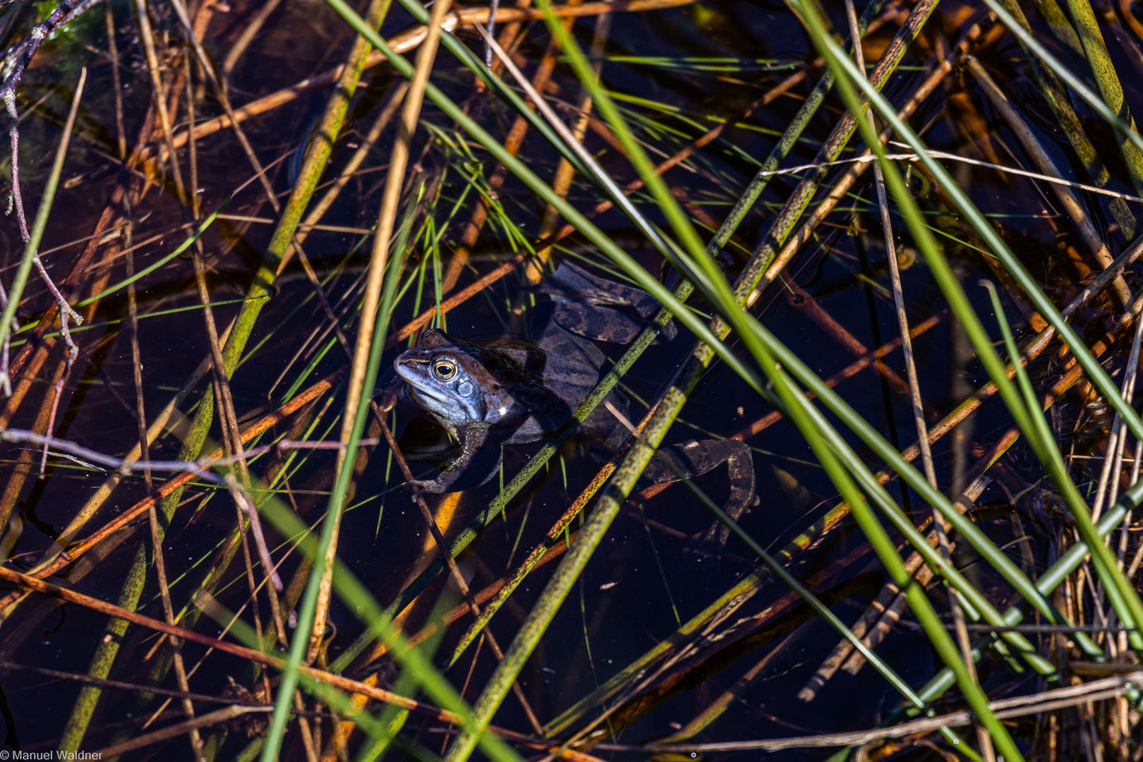 Moorfrosch im Himmelmoor