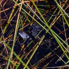 Moorfrosch im Himmelmoor