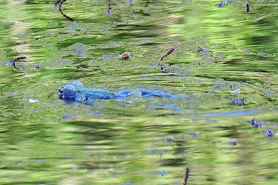 Moorfrosch im Hochzeitkleid