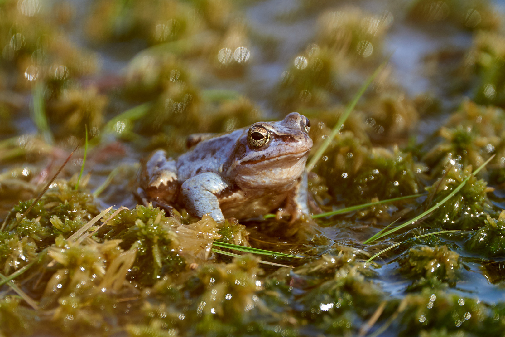 Moorfrosch im Pietzmoor