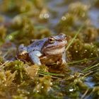 Moorfrosch im Pietzmoor