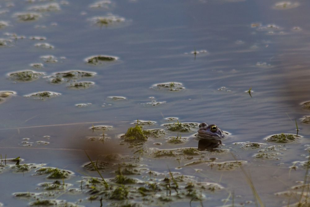 Moorfrosch im Pietzmoor