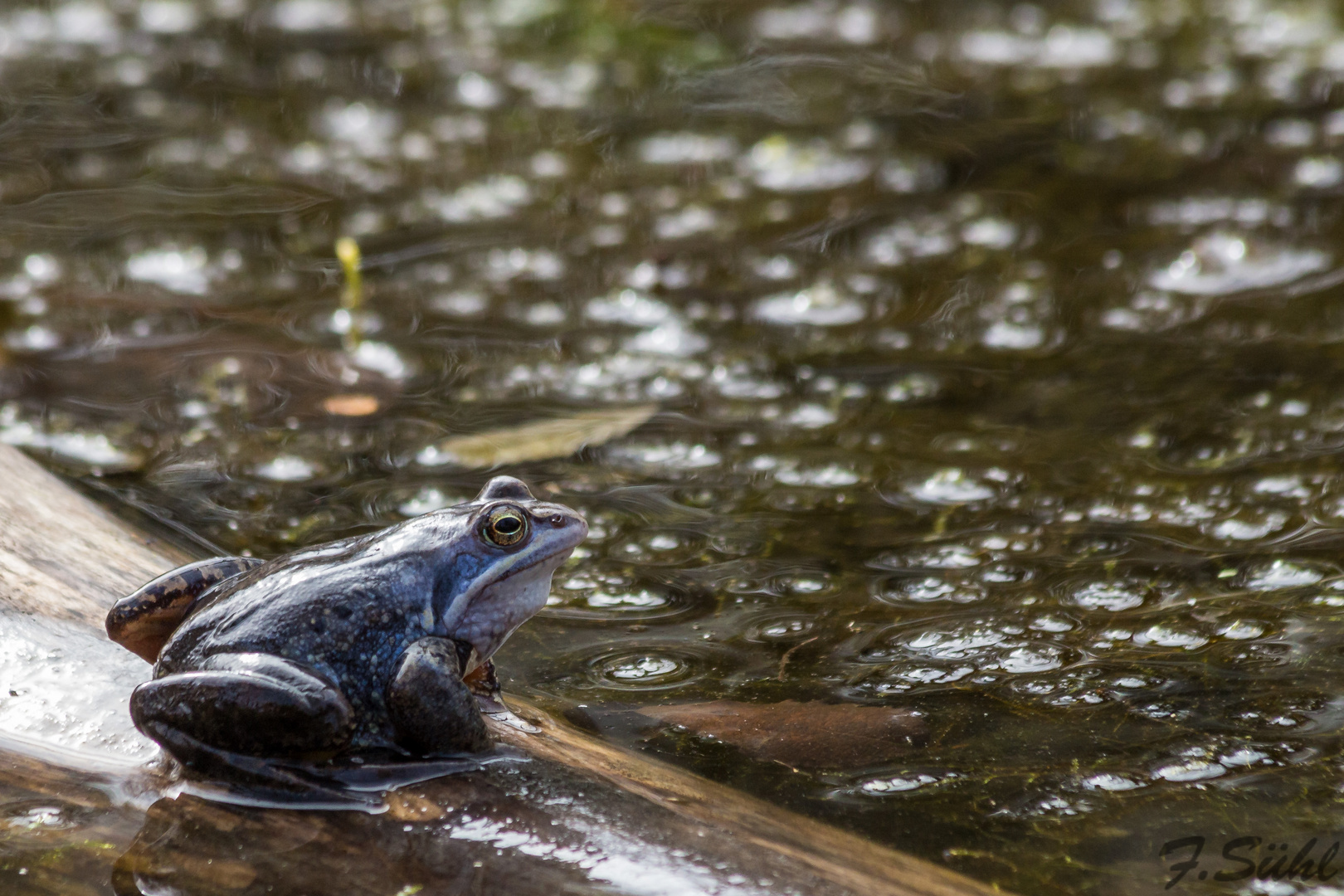 Moorfrosch im Pietzmoor 2