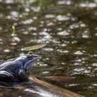 Moorfrosch im Pietzmoor 2