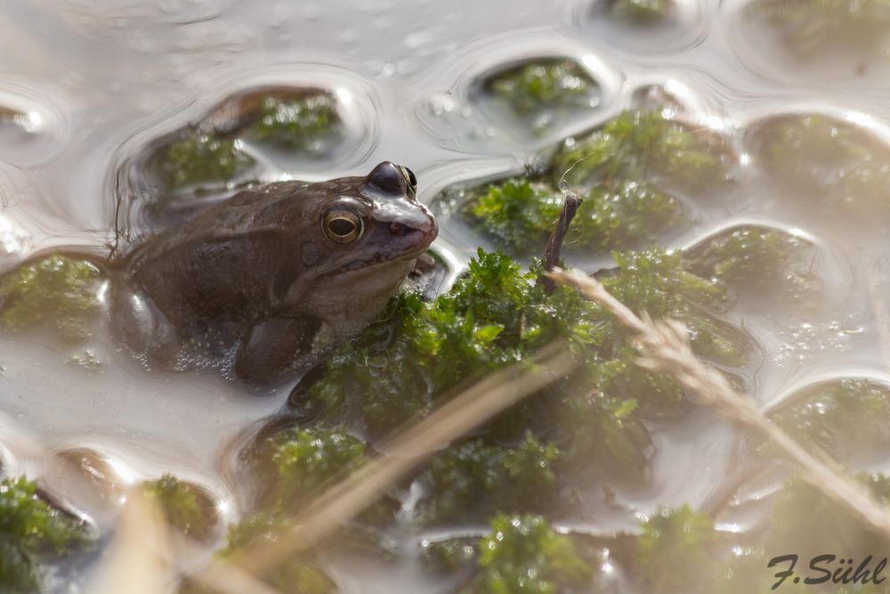 Moorfrosch im Pietzmoor 3