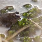 Moorfrosch im Pietzmoor 3