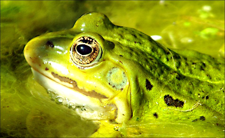 Moorfrosch im Tümpel