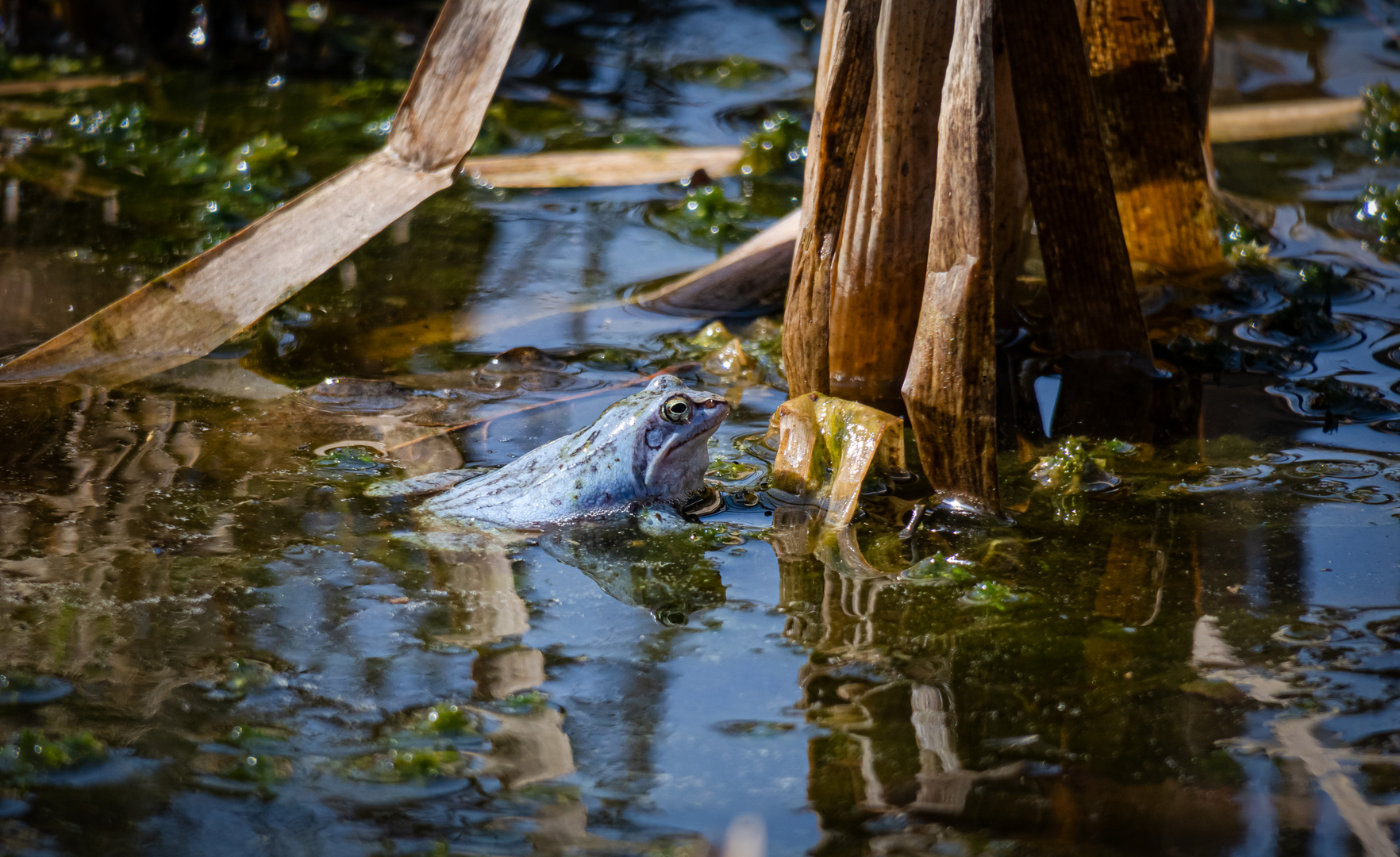 Moorfrosch in BLAU - 