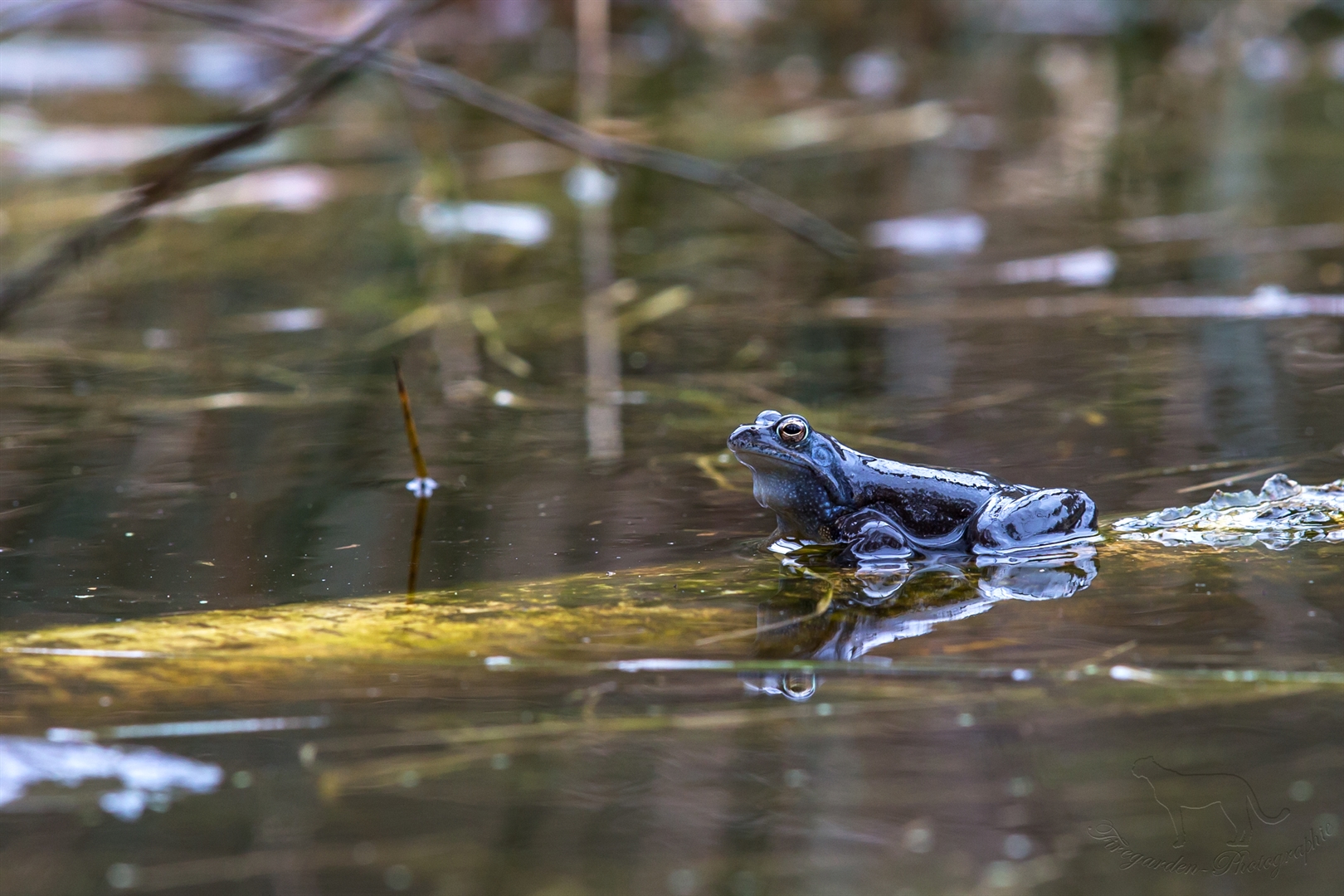 Moorfrosch in blauen "Hochzeitsanzug"