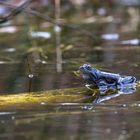 Moorfrosch in blauen "Hochzeitsanzug"