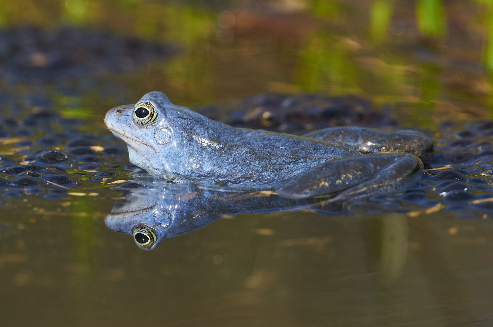 Moorfrosch in der Farbe der Paarungszeit