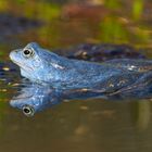 Moorfrosch in der Farbe der Paarungszeit