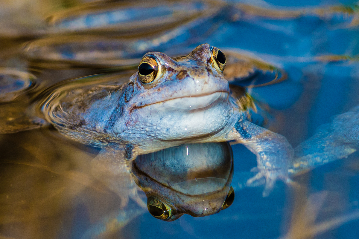 Moorfrosch in Paarungsstimmung