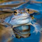 Moorfrosch in Paarungsstimmung