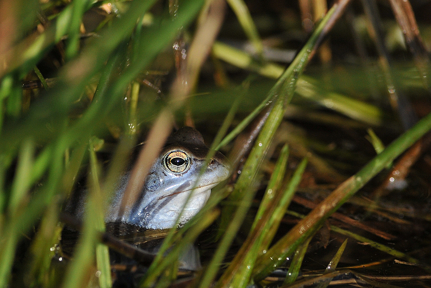 Moorfrosch - Lieblingsblaumann