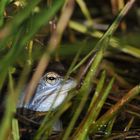 Moorfrosch - Lieblingsblaumann