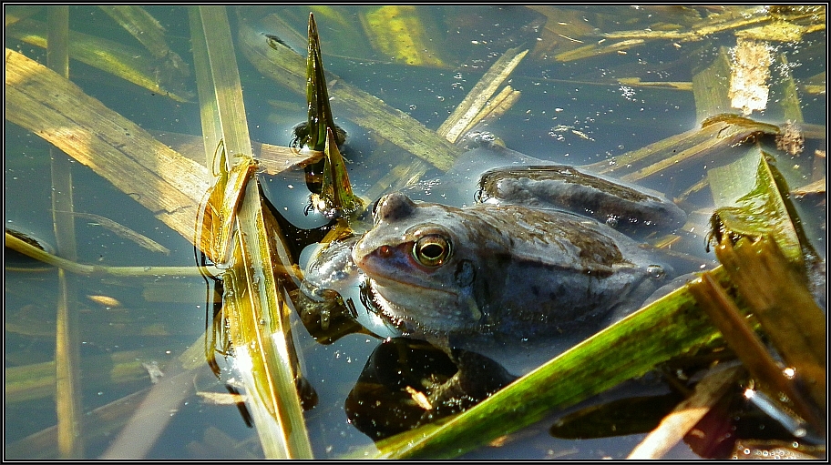 Moorfrosch-Männchen 2