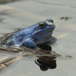 Moorfrosch Männchen