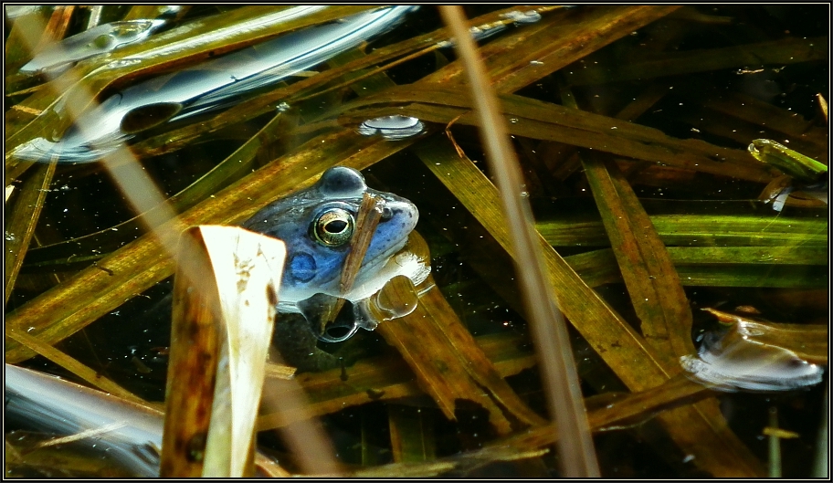 Moorfrosch-Männchen