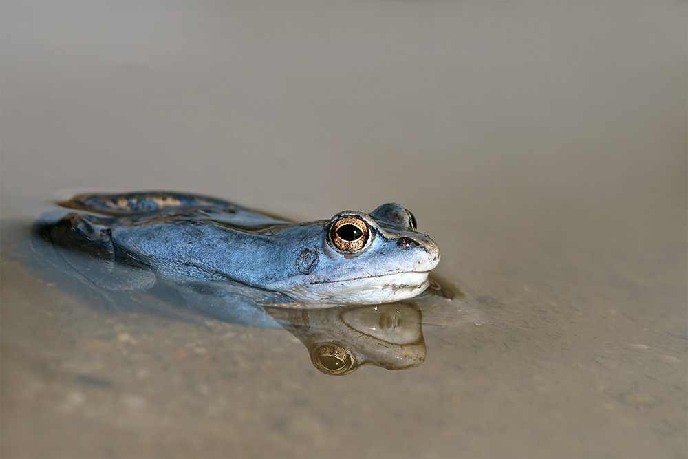 Moorfrosch Männchen im Balzkleid