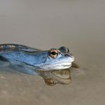 Moorfrosch Männchen im Balzkleid