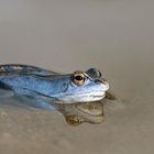 Moorfrosch Männchen im Balzkleid